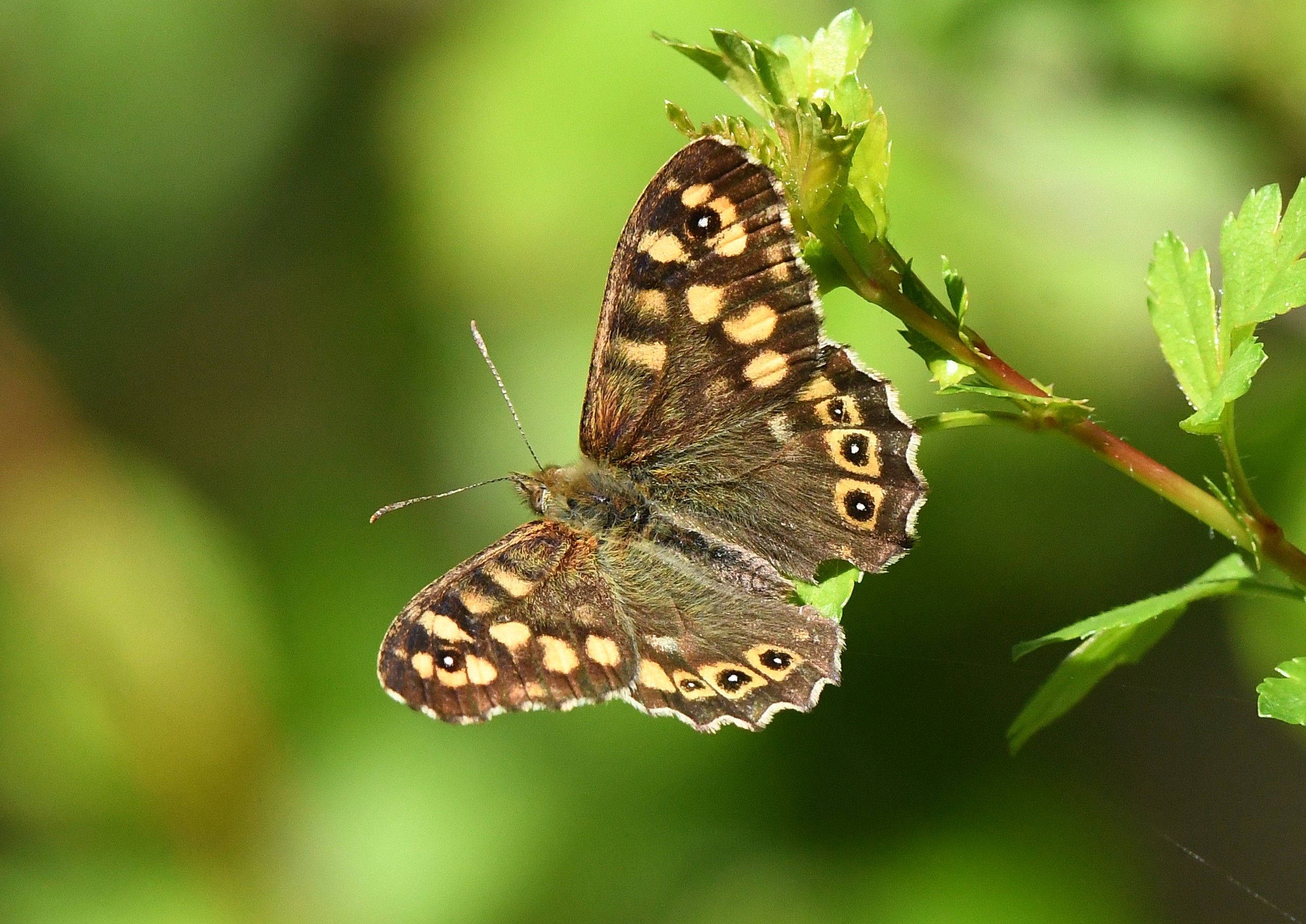 Schmetterlinge