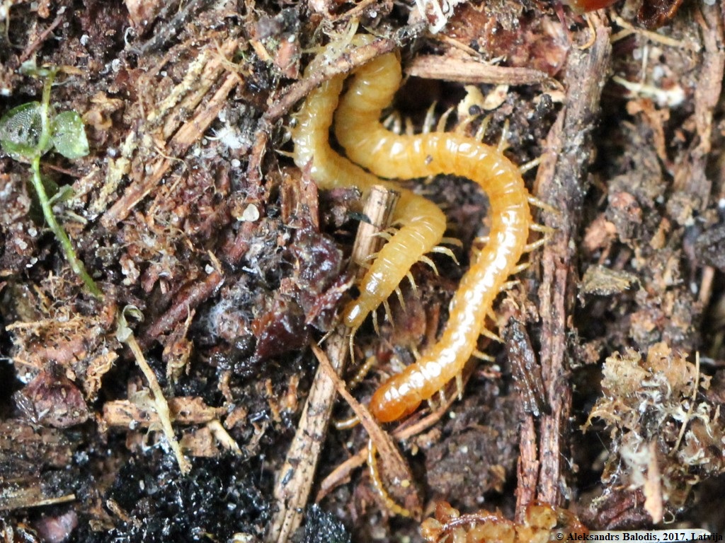 Erdläufer