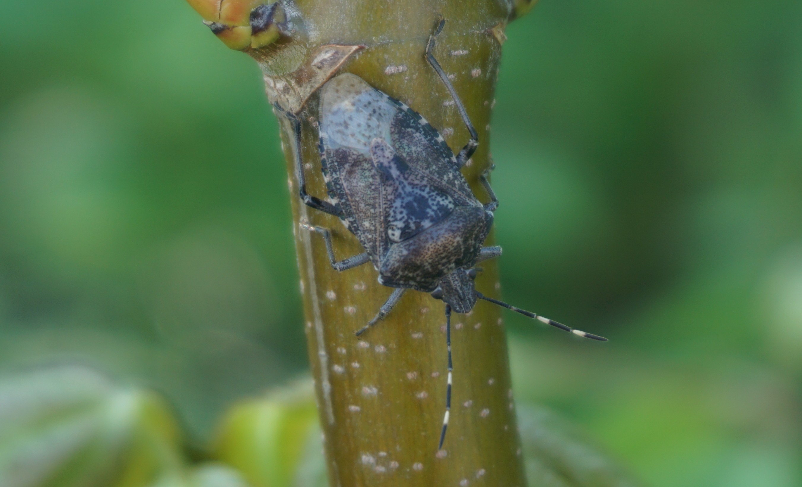 Insekten, Schnecken und Spinnen