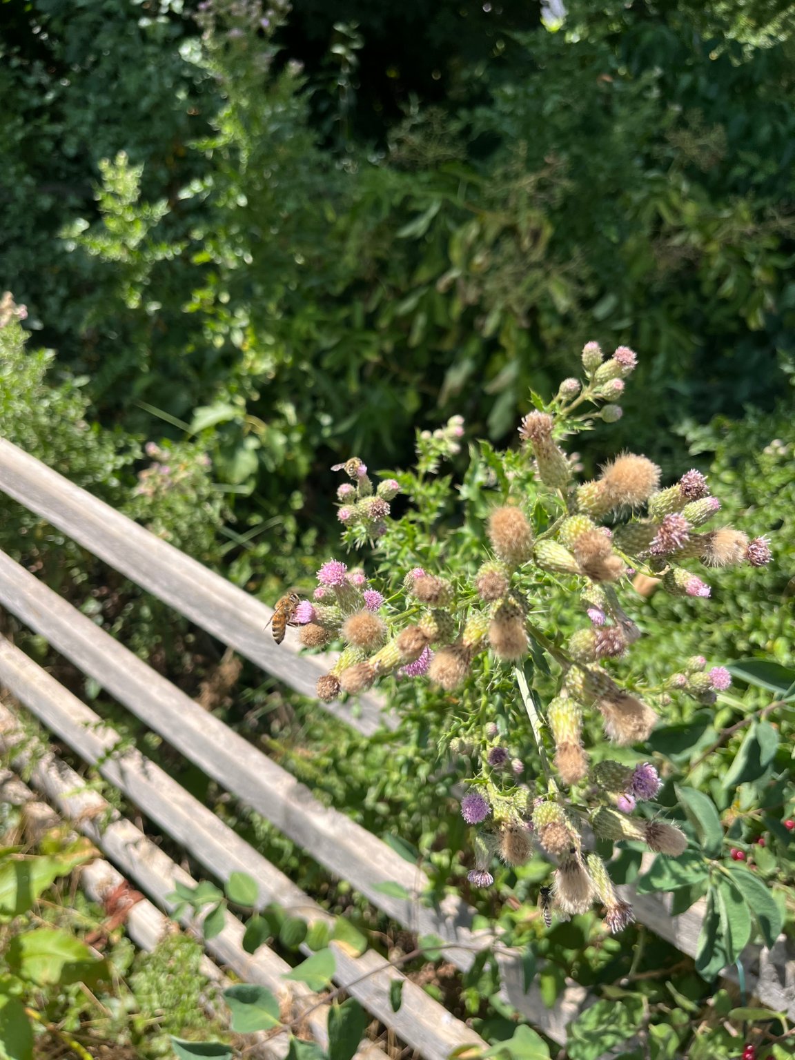 Beobachtungsfoto
