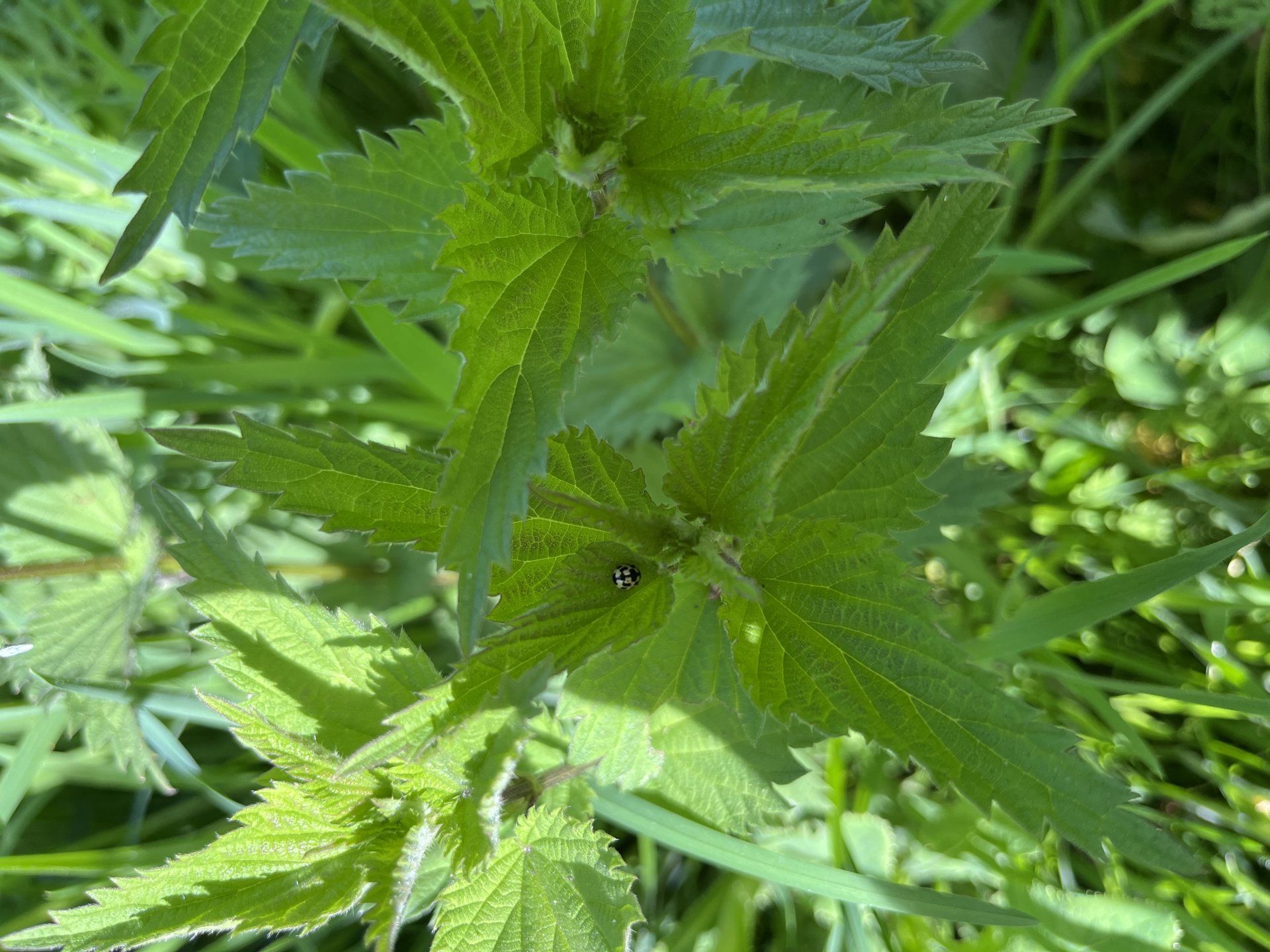 Beobachtungsfoto