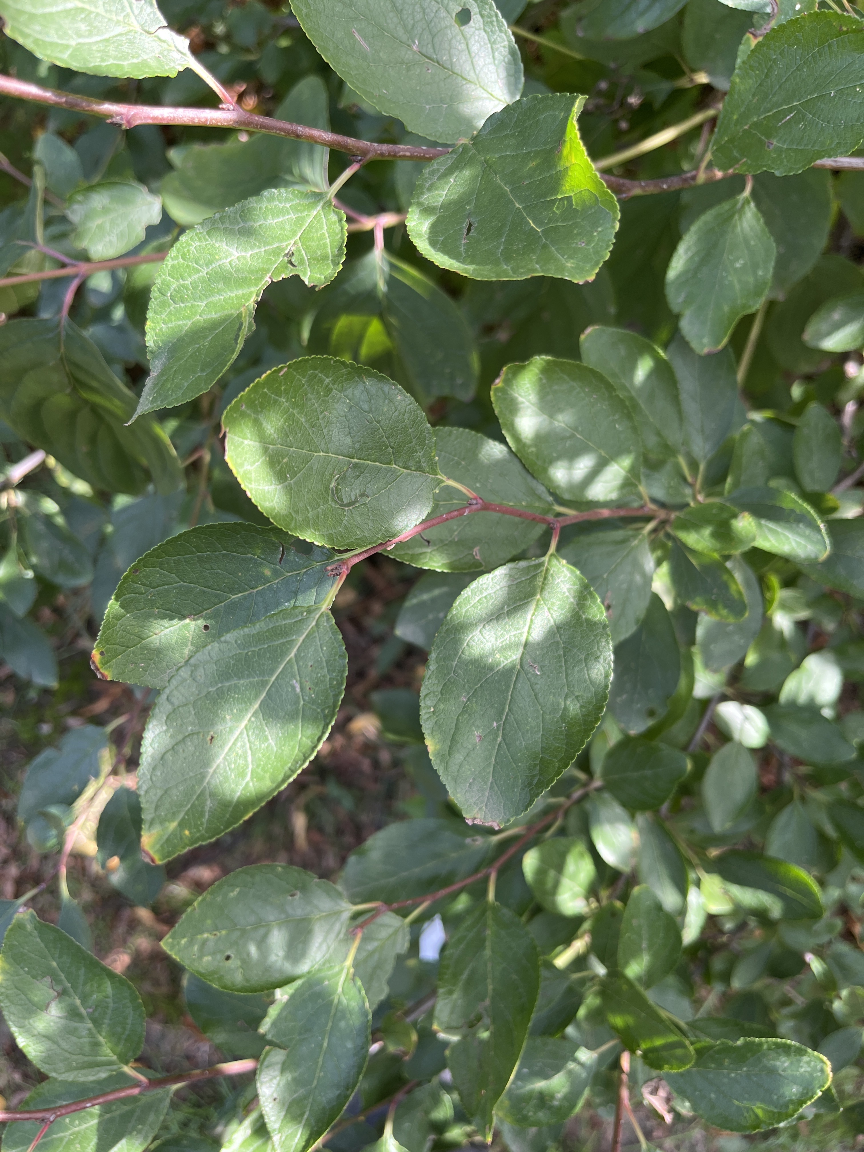 Pflaume
