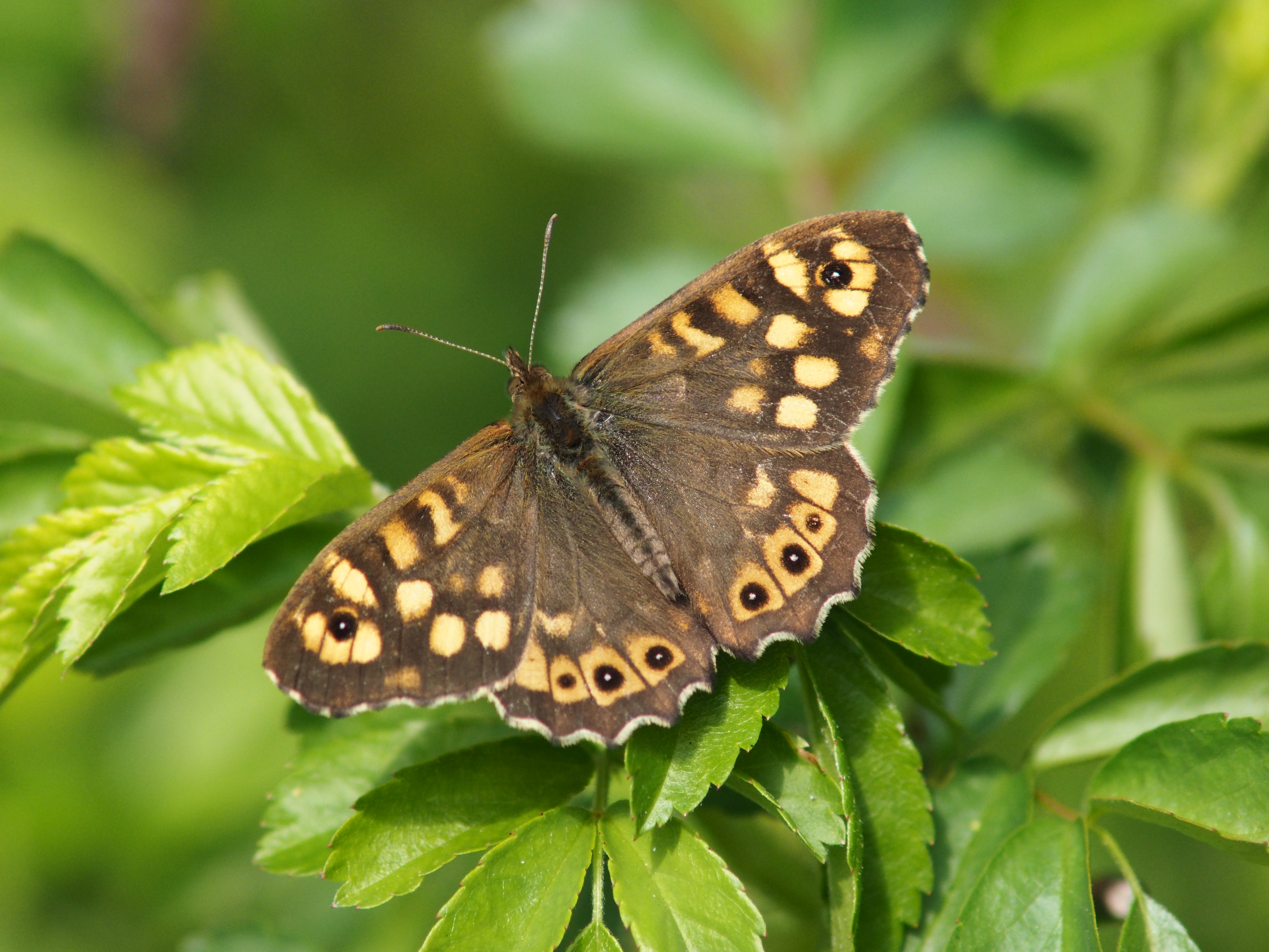 Schmetterling