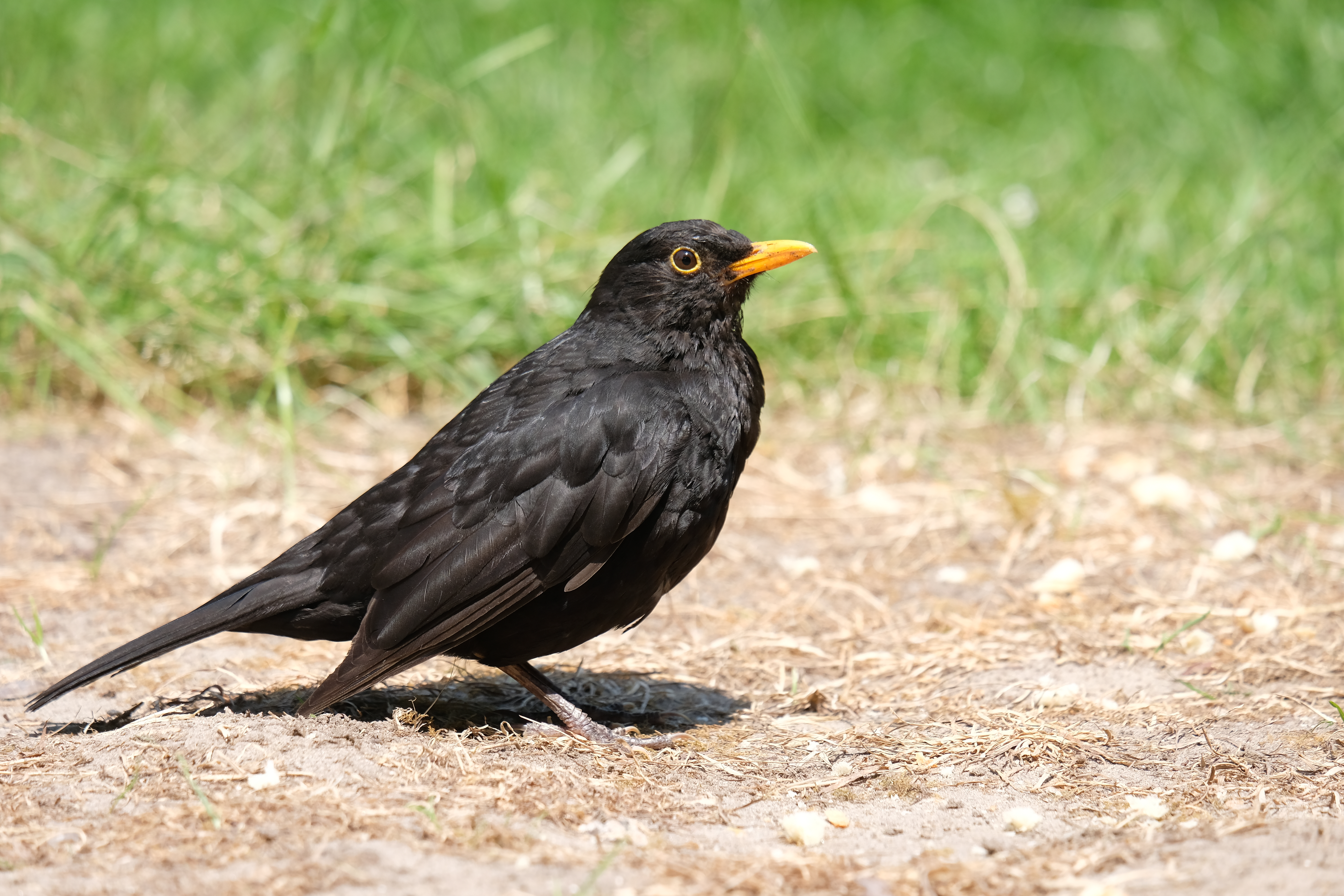 Amsel