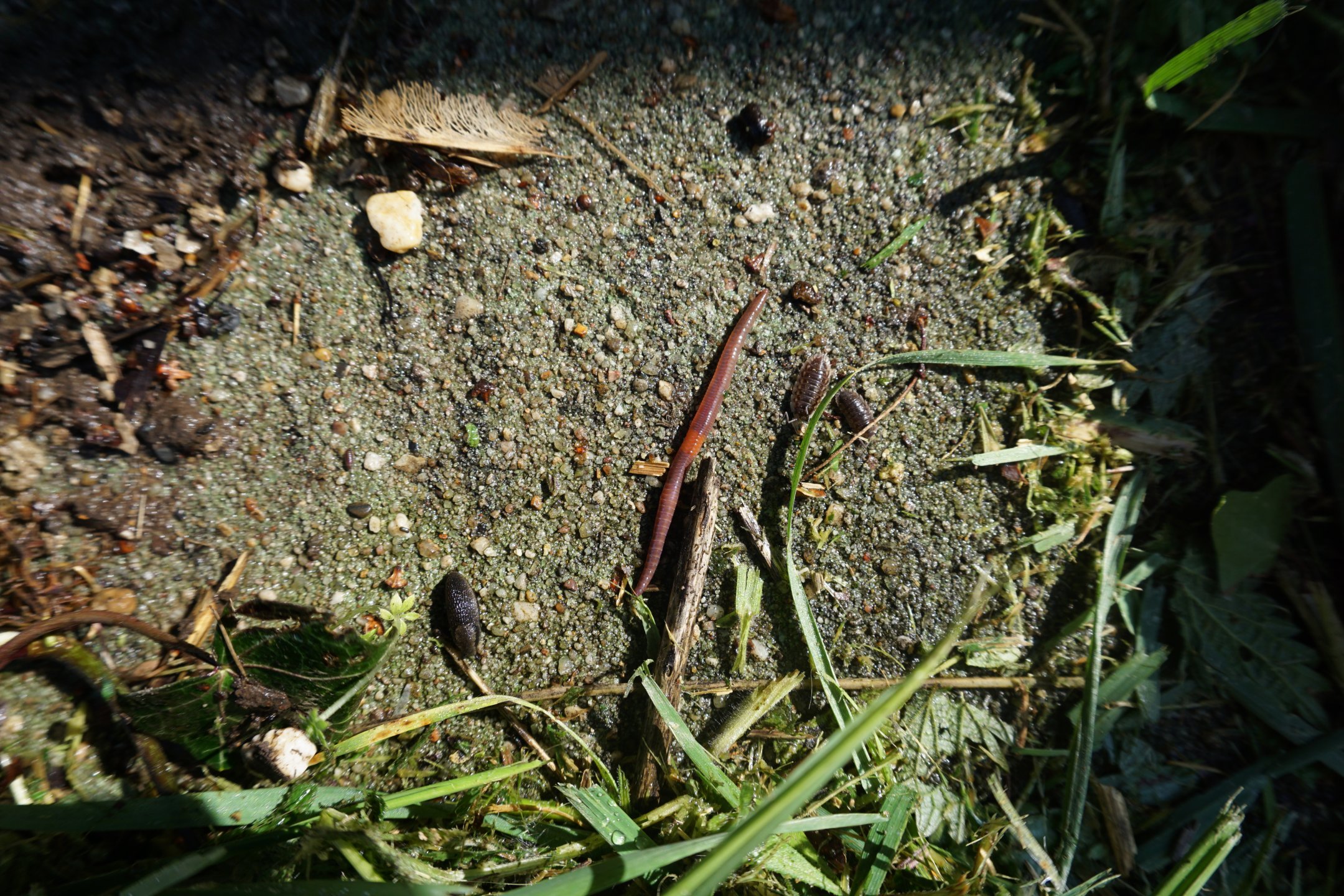 Beobachtungsfoto