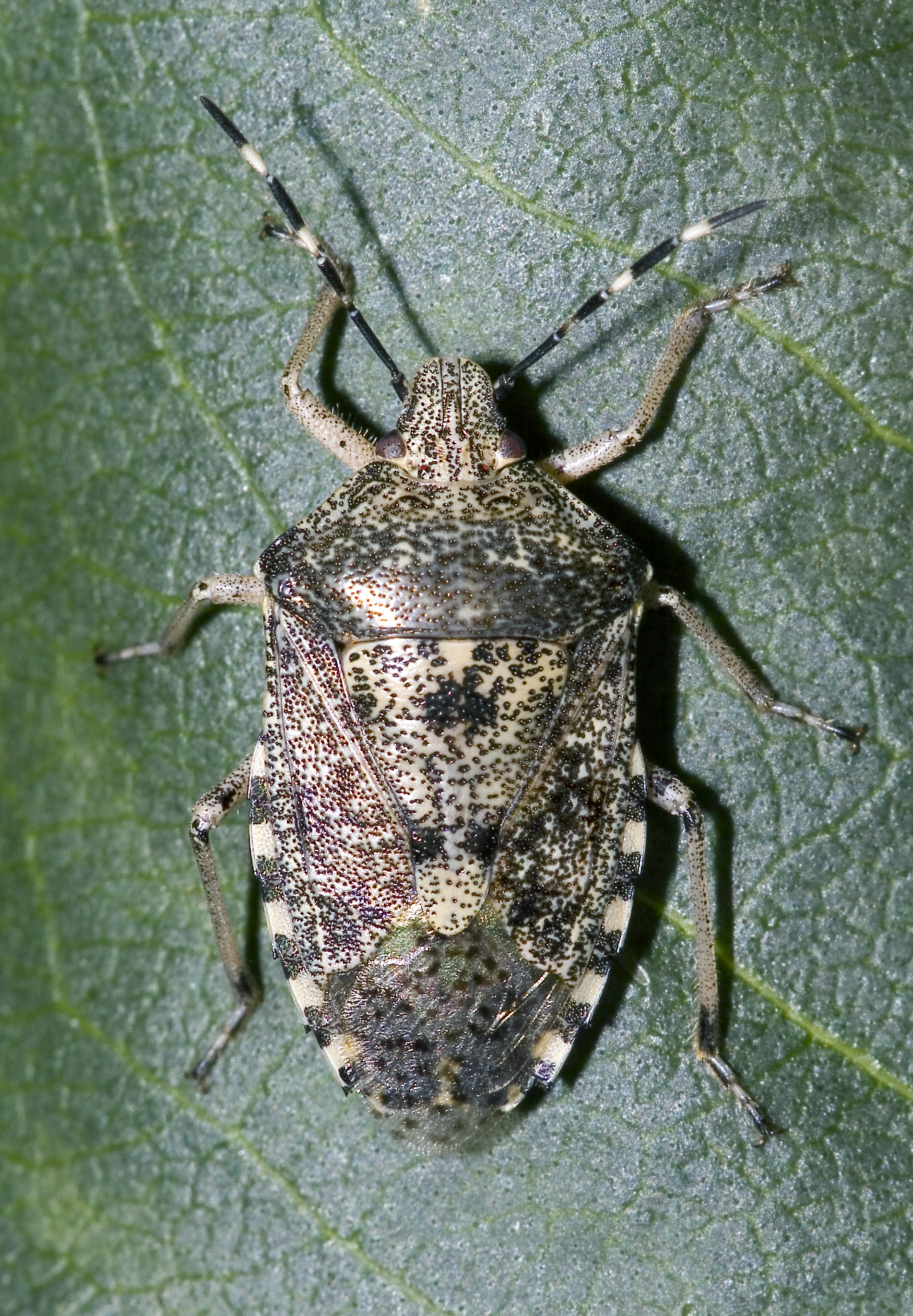 Graue Gartenwanze