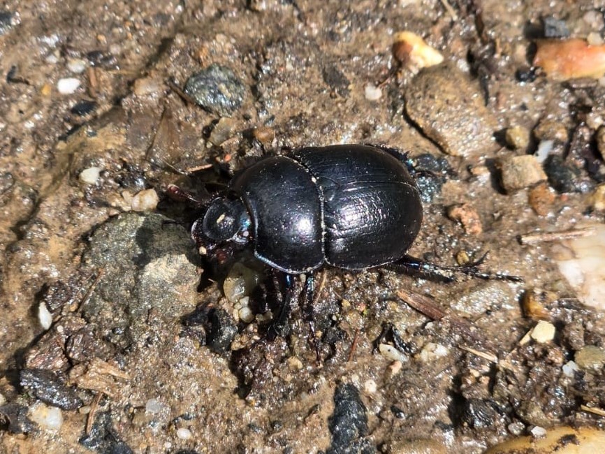 Käfer