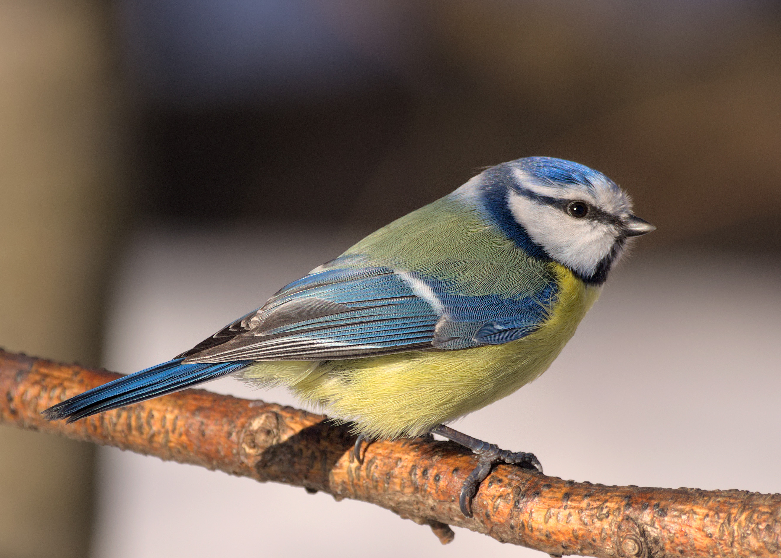 Blaumeise