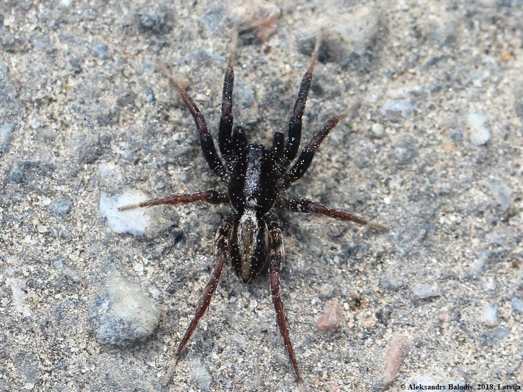 Spinne