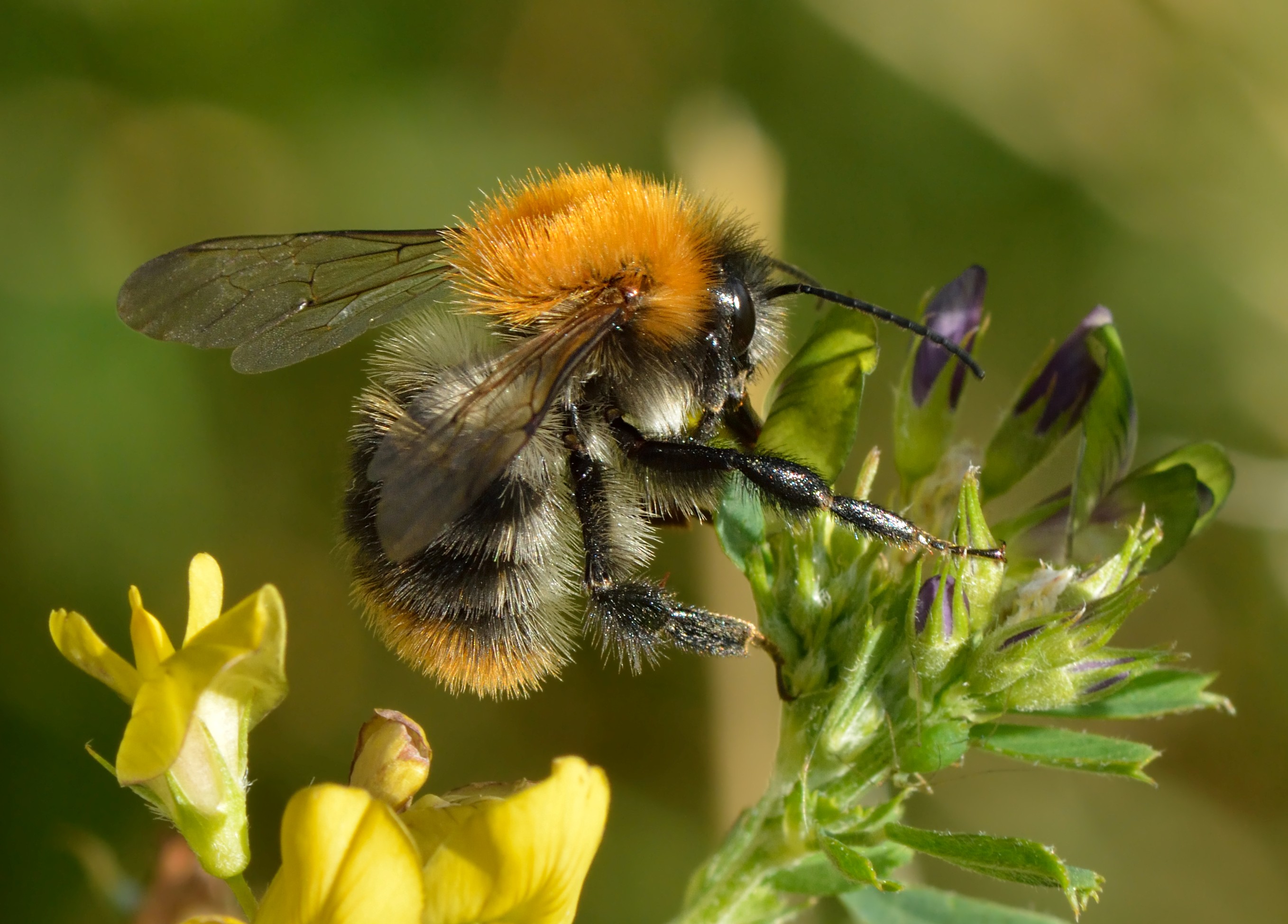 Hummel