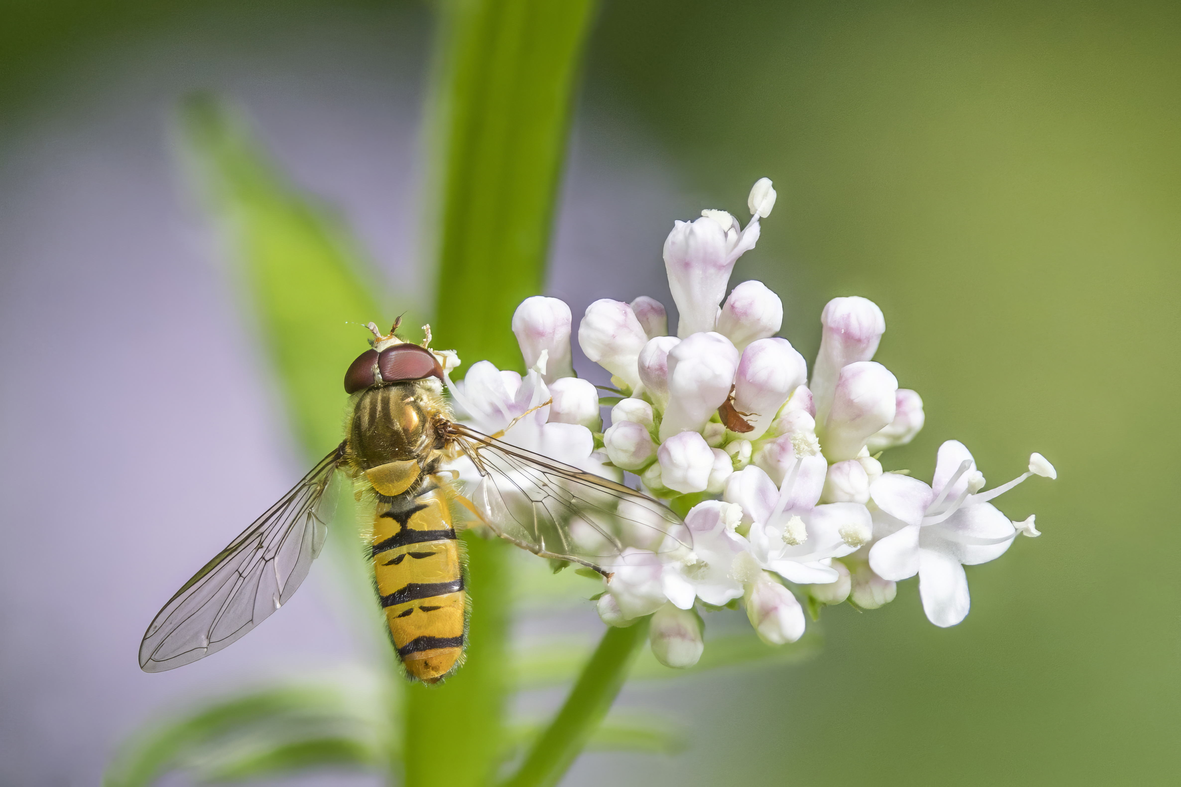 Schwebfliege