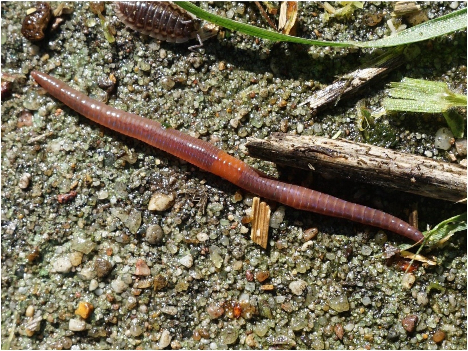 Regenwurm