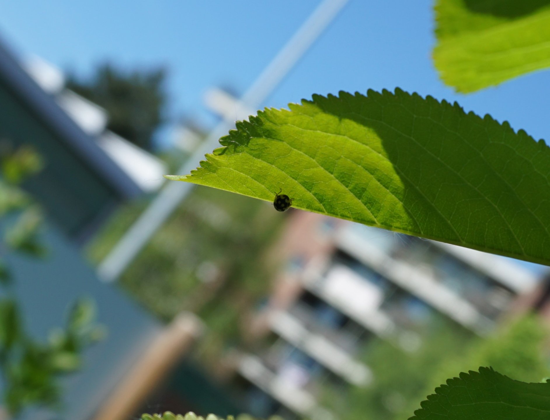 Beobachtungsfoto