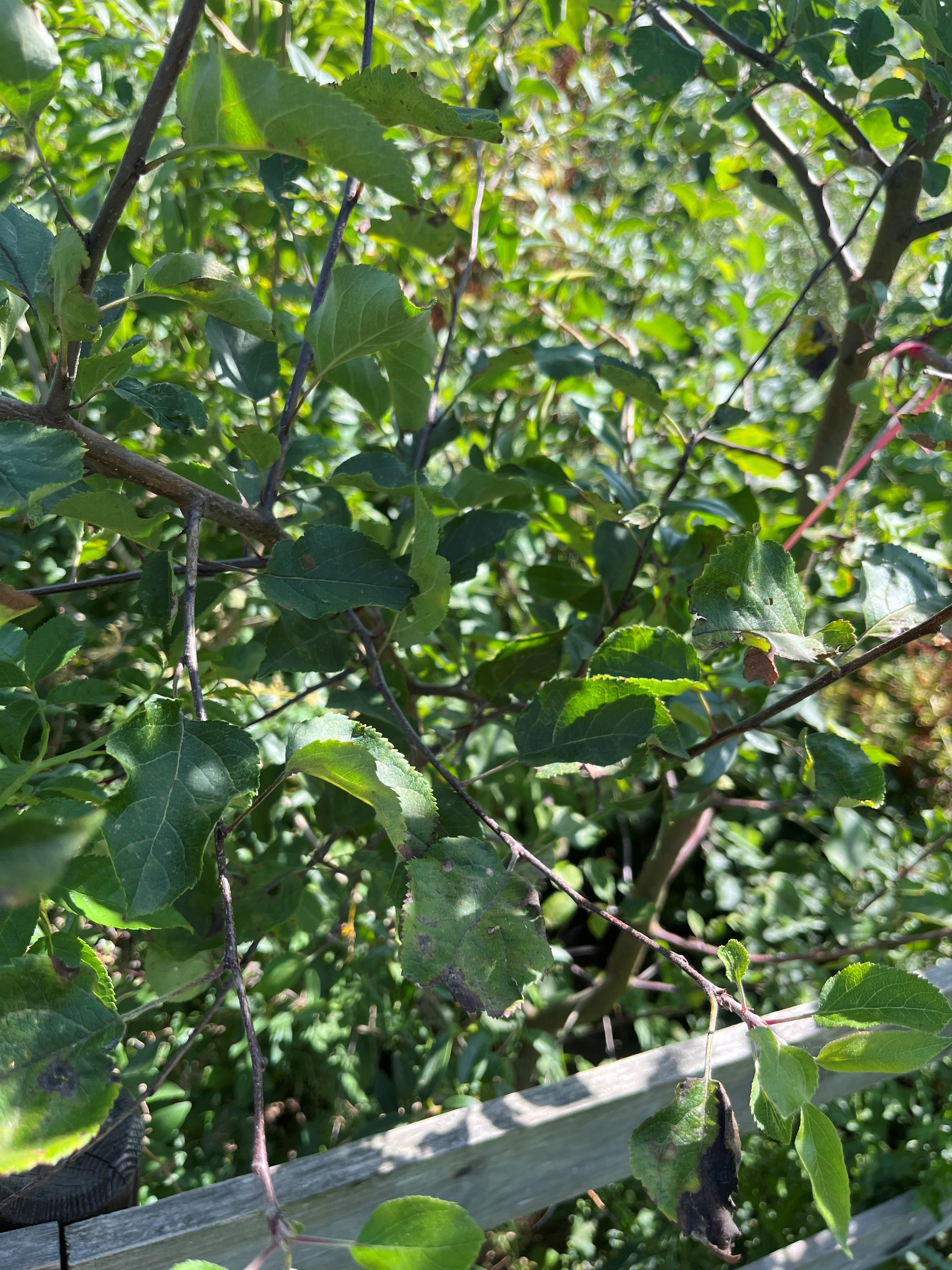 Apfel