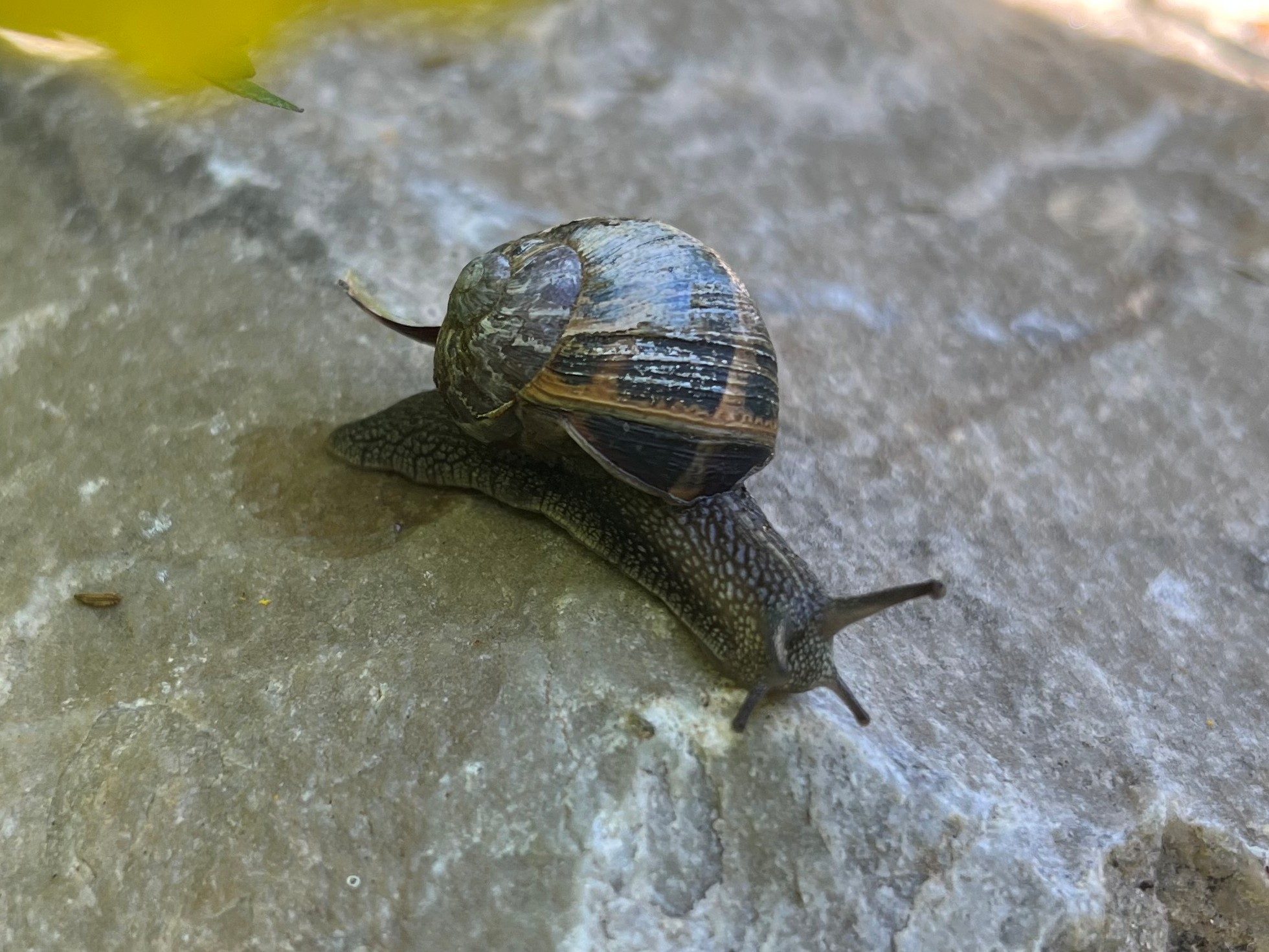 Schnecke