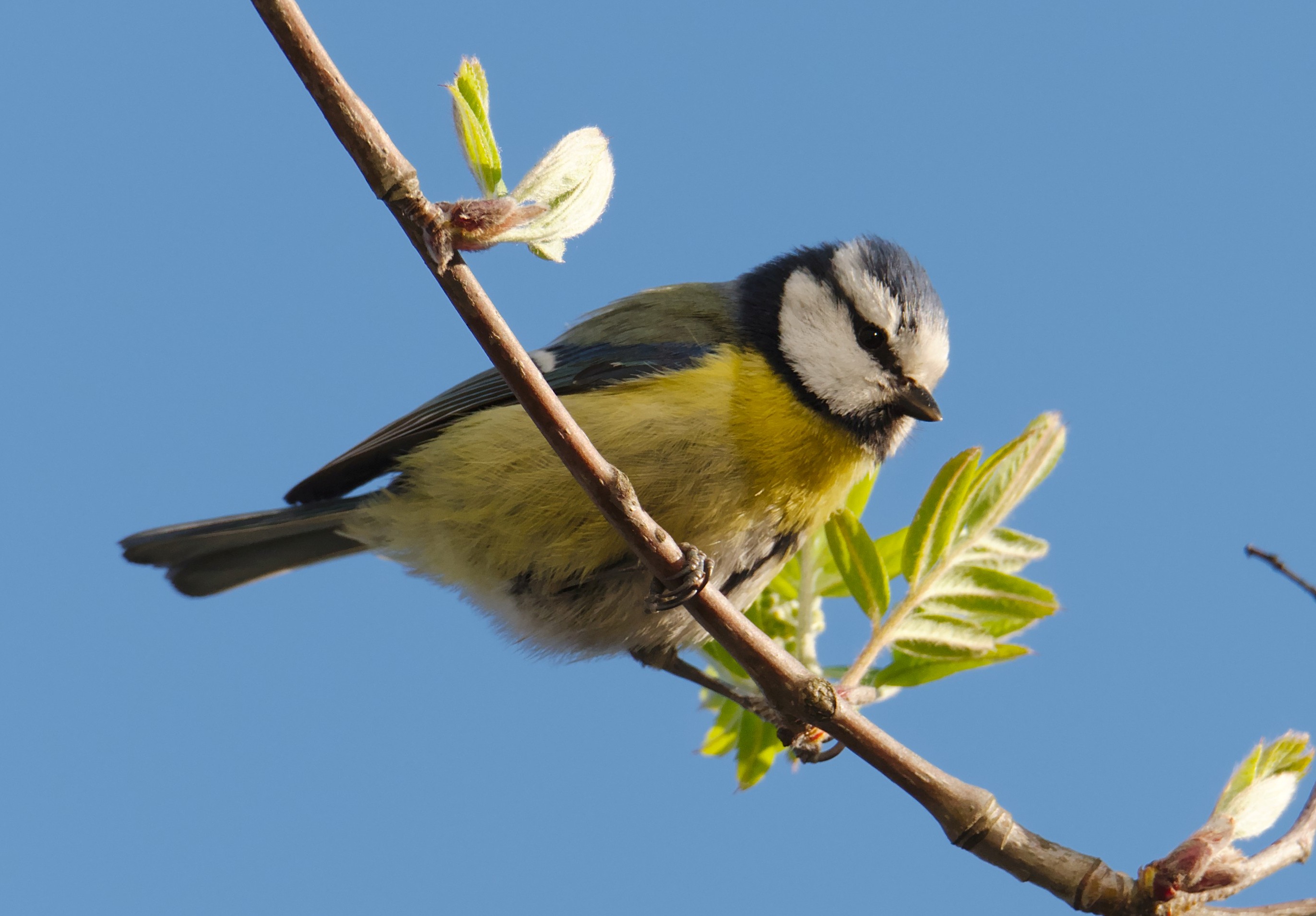 Vögel