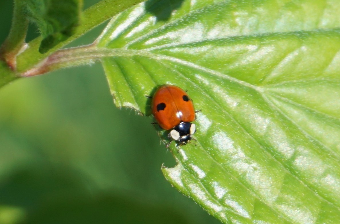 Marienkäfer