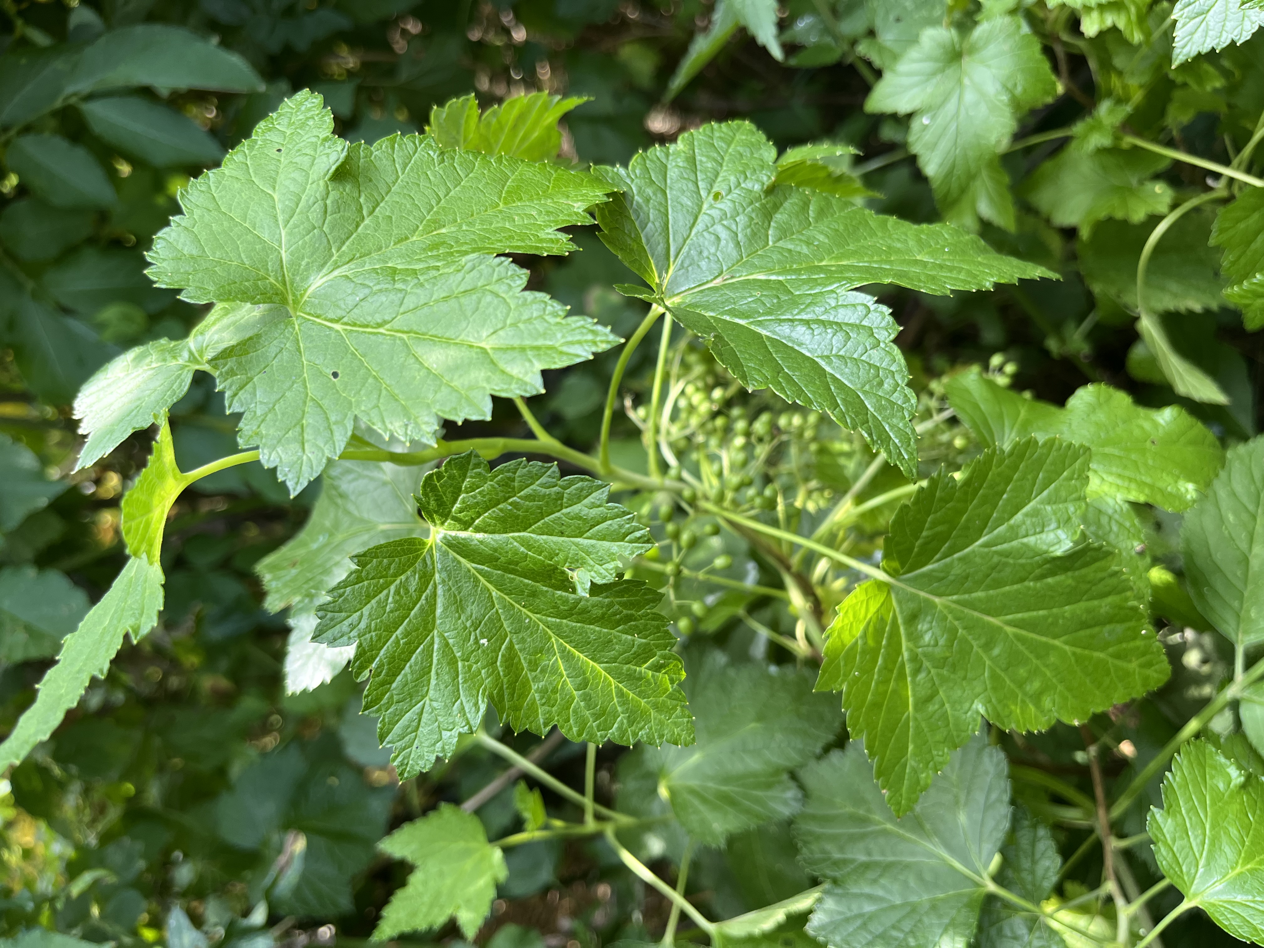 Schwarze Johannisbeere
